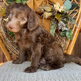 Rip - Chocolate male Goldendoodle puppy in Enumclaw, Washington from Owen-a-Doodle