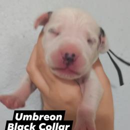 Umbreon (Black collar) - White and black male Dalmatian puppy in Raymondville, Missouri from Wagner's Dalmatian's