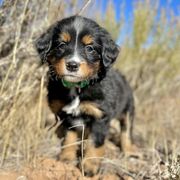 Rapunzel - Double Doodle puppy from Dry Canyon Pups