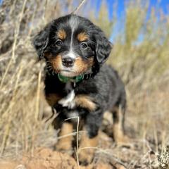 Rapunzel - Double Doodle puppy from Dry Canyon Pups