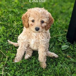 Bernedoodle and Cavapoo Puppies from Wag'in Tails