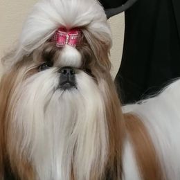 Shih Tzu All Grown Up from Sabar Shih-tzu