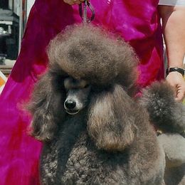 Etta - Poodle