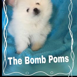 Pomeranian Puppies from The Bomb Poms