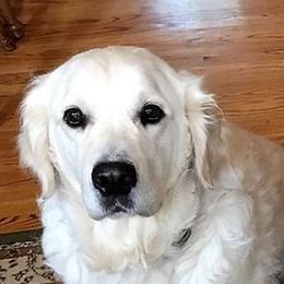 Sammy - Golden Retriever