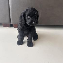 Girl 2 - Black female Labradoodle puppy in Sammamish, Washington from Eastside Labradoodles