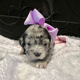 Lola - Blue merle female Aussiedoodle puppy in Midlothian, Texas from Gray Doodles