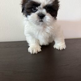 Mike - Tricolor male Shih Tzu puppy in Bullhead City, Arizona from Arizona Shih Tzu Land