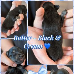 Butter - Black and Cream Male - 1950 - Black and cream male Dachshund puppy in Little Elm, Texas from HotDachs