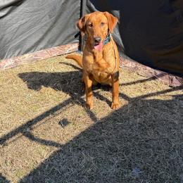 Kami - Yellow female Labrador Retriever puppy in Denton, Maryland from Amber's Labrador Retrievers