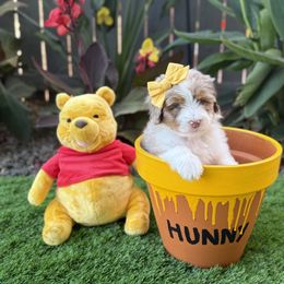 Aussiedoodle Puppies from Silva Ranch Doodles