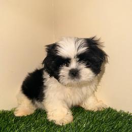 Duke - Black and white male Shih Tzu puppy in Monrovia, California from Sunrise Shihtzu Blossom