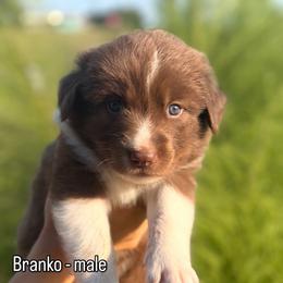 Branko - Tri-color male Karakachan puppy in Hogansville, Georgia from Goshen Highlands