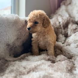 Princess Daisy - Apricot female Poodle puppy in Uniondale, New York from Poodles Are Mixy
