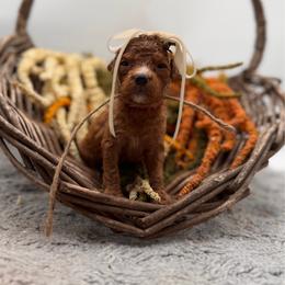 Peanut - Red female Bernedoodle puppy in Ocala, Florida from Bernedoodles of Florida