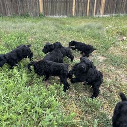 Black Russian Terrier Puppies from Nova Noir