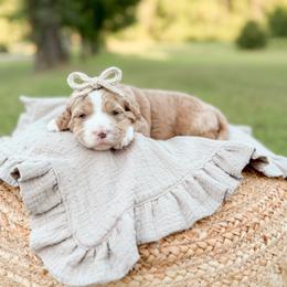 Luckie - Apricot female Goldendoodle puppy in Ooltewah, Tennessee from Allison Family Doodles