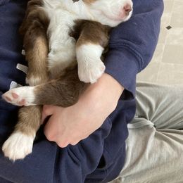 Miniature Australian Shepherd Puppies from Liberty Luck Mini Aussies