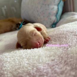 Zeke- 5000 - Cream male Dachshund puppy in Summerfield, Florida from Dachshundly Perfect