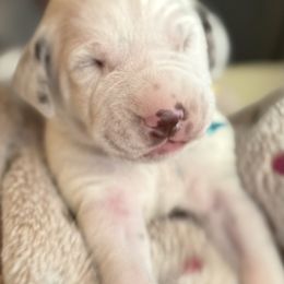 No. 2 Pencil - White and liver brown male Dalmatian puppy in Carlsbad, New Mexico from ECMO Farm Dalmatians & Labrador Retrievers