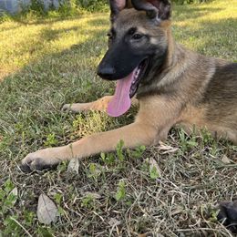 Belgian Malinois Puppies from MDK Malinois
