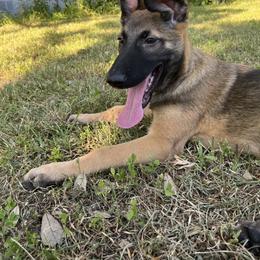 Belgian Malinois Puppies from MDK Malinois