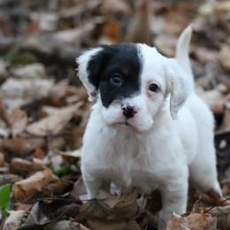 Border Collie, English Setter, and Miniature American Shepherd Puppies from First Harmony Farms