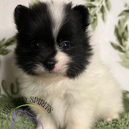 AKC FLASH - Black parti male Pomeranian puppy in Watkins Glen, New York from Wicked Spirits Pomeranians