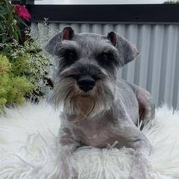 Miniature Schnauzers from The_Schnauzer_House