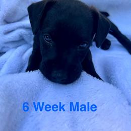 Patterdale Terrier Puppies from Patterdales For You!