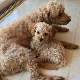 Bernedoodles and Goldendoodles from Snuggle Me Doodles