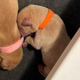 Sunset - Yellow male Labrador Retriever puppy in Rock Hill, South Carolina from North Star Retrievers