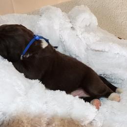 Boy 1 - Brown male Newfoundland puppy in Dalton, Ohio from Newfforu
