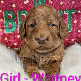 Whitney mountain - Red female Labradoodle puppy in Phelan, California from Family Doodles