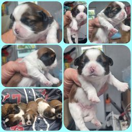 Boy 3 - Tricolor male Shih Tzu puppy in Houston, Texas from Shih Tzu Houston