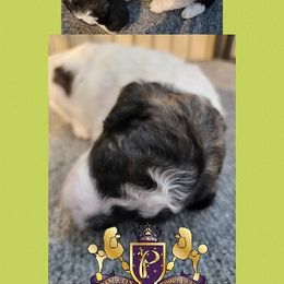 Poodle Puppies from Princetin Poodles