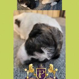 Poodle Puppies from Princetin Poodles