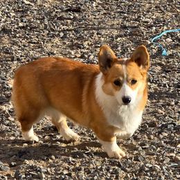 Latte - Pembroke Welsh Corgi