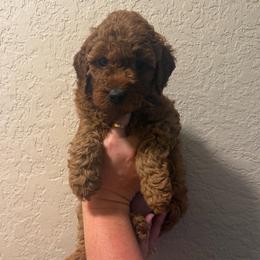 Girl 1 - Red  female Poodle puppy in Southwest Ranches, Florida from Herringbone ‘s Poodles