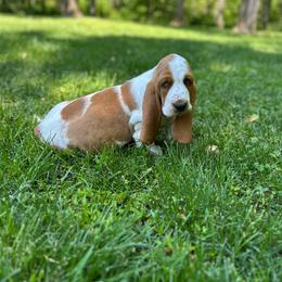 Rudy - Red and white male Basset Hound puppy in Versailles, Indiana from Bedrock Basset Hounds