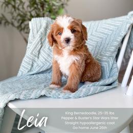 Leia - Red female Bernedoodle puppy in South Jordan, Utah from Wonderful World Doodles