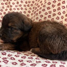 King - Sable male Bernedoodle puppy in Holden, Missouri from Mid-West Bernedoodles