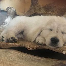 Golden Retriever and Labrador Retriever Puppies from Bear Pond Retrievers