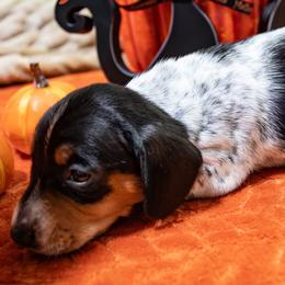 Yellow Collar - Black and tan female Dachshund puppy in Washington from Devoted Doxies, Lorraine’s Yorkies