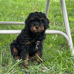 Sadie - Phantom female Poodle puppy in Cabool, Missouri from Rafter B Farms