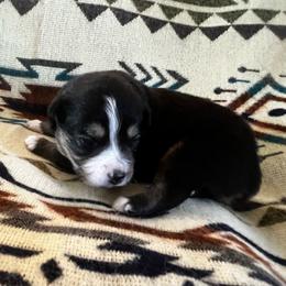 Blake - Black tri male Miniature Australian Shepherd puppy in Bethany, Illinois from Rachel at Marrowbone Creek Aussies
