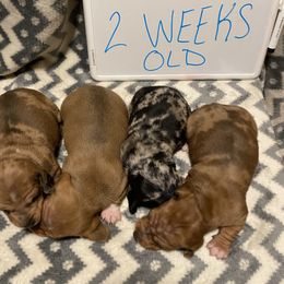 Dachshund Puppies from Bobbi’s Doxies