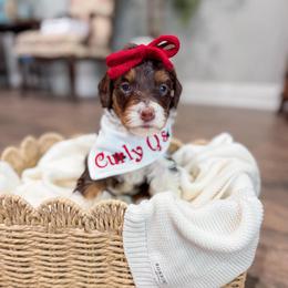 Surprise - Tri-color female Bernedoodle puppy in Sulphur, Louisiana from Curly Q’s Of Carlyss