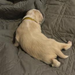 Yellow Collar - White female Lhasa Apso puppy in Port Royal, Virginia from Hearth and Hound Family Farms