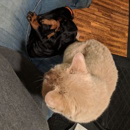 Black and Tan Coonhound and Bracco Italiano Puppies from Old Soul Black & Tan Coonhounds